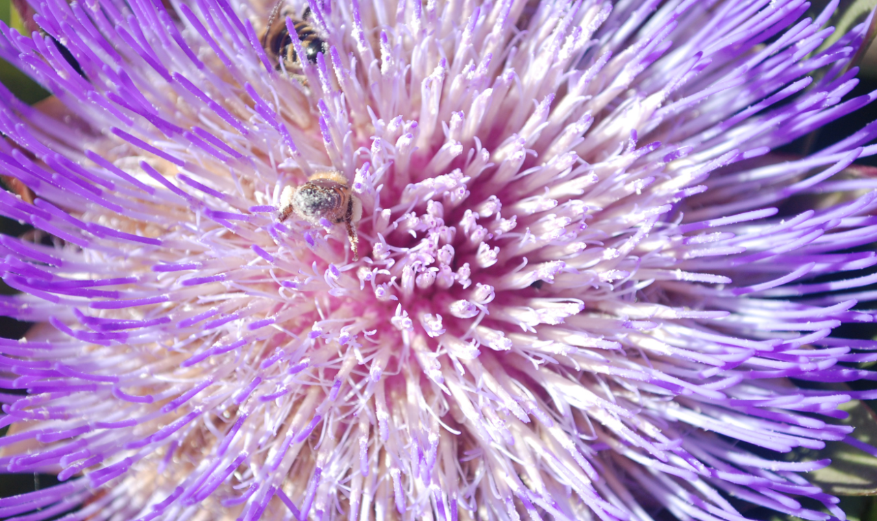 Violette Artischockenblüte in Nahaufnahme aus dem Küchengarten des Restaurant Artischocke Wilhelmshaven